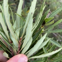 Lomatia myricoides at Jagungal Wilderness, NSW - 15 Apr 2022