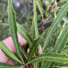 Lomatia myricoides at Jagungal Wilderness, NSW - 15 Apr 2022