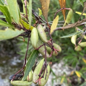 Lomatia myricoides at Jagungal Wilderness, NSW - 15 Apr 2022