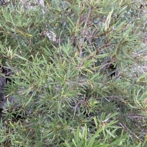 Lomatia myricoides at Jagungal Wilderness, NSW - 15 Apr 2022