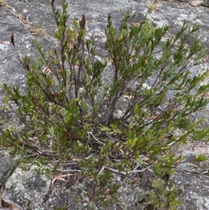 Daviesia mimosoides at Jagungal Wilderness, NSW - 15 Apr 2022