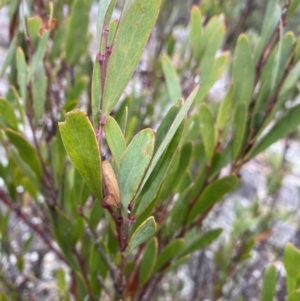 Daviesia mimosoides at Jagungal Wilderness, NSW - 15 Apr 2022