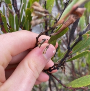 Daviesia mimosoides at Jagungal Wilderness, NSW - 15 Apr 2022 04:04 PM