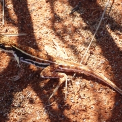 Ctenophorus isolepis (Military Dragon) at Petermann, NT - 16 Nov 2011 by jksmits