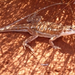 Ctenophorus isolepis (Military Dragon) at Angas Downs IPA - 11 Mar 2011 by jksmits