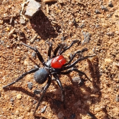 Unidentified Trapdoor, Funnelweb or Mouse spider (Mygalomorphae) at Cobar, NSW - 20 Apr 2022 by AaronClausen