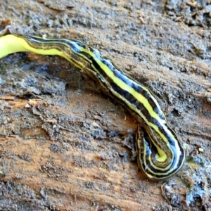 Australopacifica subviridis at Crooked Corner, NSW - 20 Apr 2022 05:19 PM