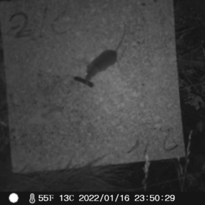 Antechinus agilis (Agile Antechinus) at Namadgi National Park - 16 Jan 2022 by heatherb1997