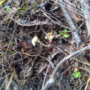 Geranium sp. at Cooma, NSW - 21 Apr 2022