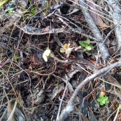 Geranium (genus) (Geranium) at Cooma, NSW - 21 Apr 2022 by mahargiani