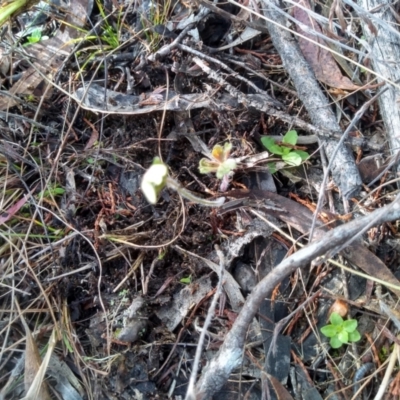 Geranium sp. (Geranium) at Cooma North Ridge Reserve - 21 Apr 2022 by mahargiani