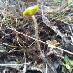 Geranium sp. at Cooma, NSW - 21 Apr 2022