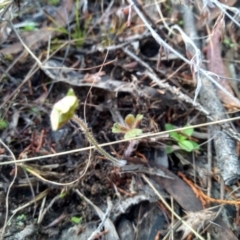 Geranium sp. at Cooma, NSW - 21 Apr 2022