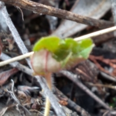 Geranium sp. at Cooma, NSW - 21 Apr 2022