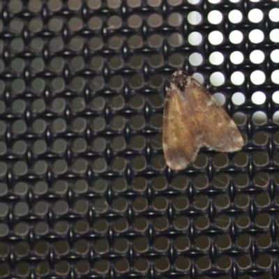 Anestia (genus) (A tiger moth) at QPRC LGA - 14 Nov 2021 by natureguy