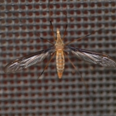 Unidentified Crane fly, midge, mosquito or gnat (several families) at Wamboin, NSW - 19 Nov 2021 by natureguy