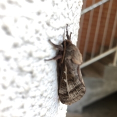 Oxycanus (genus) at Acton, ACT - 21 Apr 2022