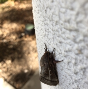 Oxycanus (genus) at Acton, ACT - 21 Apr 2022