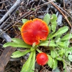 Hygrocybe sp. ‘red’ (A Waxcap) at Cooma North Ridge Reserve - 21 Apr 2022 by mahargiani