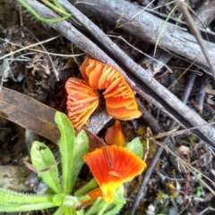 Hygrocybe sp. ‘red’ at Cooma, NSW - 21 Apr 2022 10:31 AM