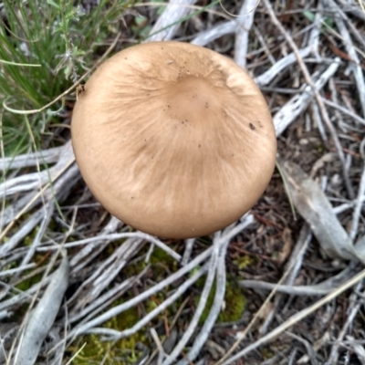 Oudemansiella gigaspora group (Rooting Shank) at Cooma North Ridge Reserve - 21 Apr 2022 by mahargiani