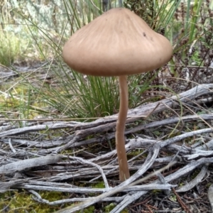 Oudemansiella 'radicata group' at Cooma, NSW - 21 Apr 2022