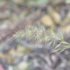 Unidentified Grass (TBC) at Wamboin, NSW - 26 Nov 2021 by natureguy