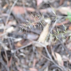 Vulpia sp. at Wamboin, NSW - 26 Nov 2021