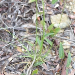 Vulpia sp. at Wamboin, NSW - 26 Nov 2021