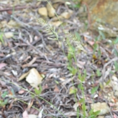 Vulpia sp. at Wamboin, NSW - 26 Nov 2021 01:21 PM