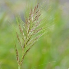 Austrostipa densiflora (Foxtail Speargrass) at Wamboin, NSW - 26 Nov 2021 by natureguy