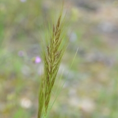 Austrostipa densiflora at Wamboin, NSW - 26 Nov 2021 01:23 PM