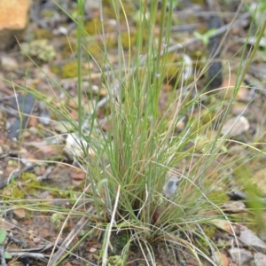 Austrostipa densiflora at Wamboin, NSW - 26 Nov 2021 01:23 PM