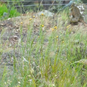 Austrostipa densiflora at Wamboin, NSW - 26 Nov 2021