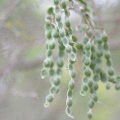 Acacia mearnsii (Black Wattle) at Wamboin, NSW - 26 Nov 2021 by natureguy