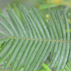 Acacia mearnsii at Wamboin, NSW - 26 Nov 2021