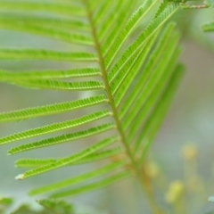 Acacia mearnsii at Wamboin, NSW - 26 Nov 2021