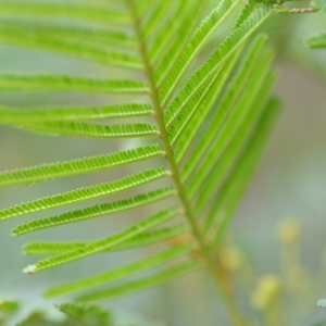 Acacia mearnsii at Wamboin, NSW - 26 Nov 2021