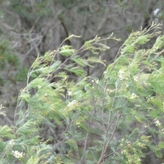 Acacia mearnsii at Wamboin, NSW - 26 Nov 2021 01:26 PM