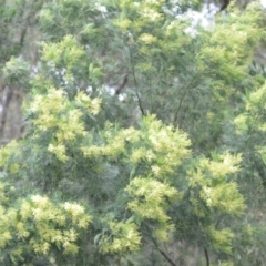 Acacia mearnsii at Wamboin, NSW - 26 Nov 2021