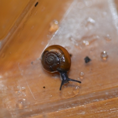 Oxychilus alliarius (Garlic Snail) at Wamboin, NSW - 26 Nov 2021 by natureguy