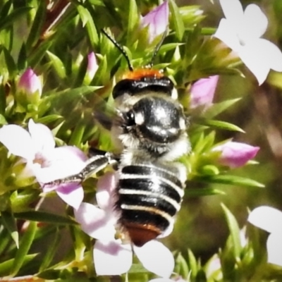 Megachile (Eutricharaea) maculariformis (Gold-tipped leafcutter bee) at Wanniassa, ACT - 21 Apr 2022 by JohnBundock