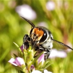 Megachile (Eutricharaea) maculariformis at Wanniassa, ACT - 21 Apr 2022