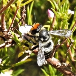 Megachile (Eutricharaea) maculariformis at Wanniassa, ACT - 21 Apr 2022