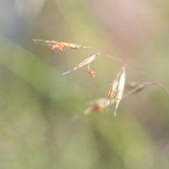 Rytidosperma pallidum (Red-anther Wallaby Grass) at Wamboin, NSW - 27 Nov 2021 by natureguy