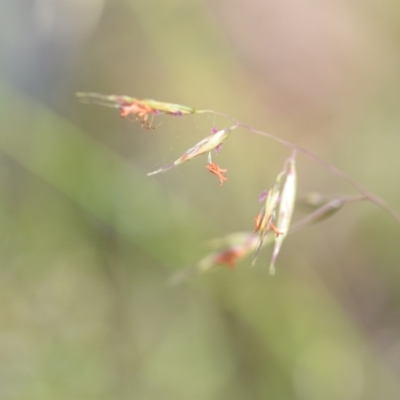 Rytidosperma pallidum (Red-anther Wallaby Grass) at Wamboin, NSW - 27 Nov 2021 by natureguy