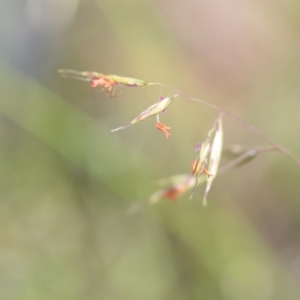 Rytidosperma pallidum at Wamboin, NSW - 27 Nov 2021