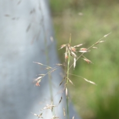 Rytidosperma pallidum at Wamboin, NSW - 27 Nov 2021 07:06 PM