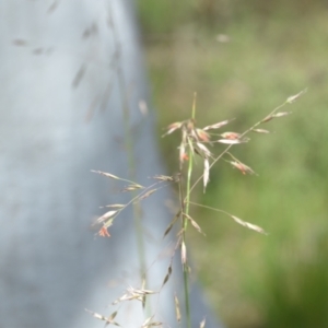 Rytidosperma pallidum at Wamboin, NSW - 27 Nov 2021 07:06 PM