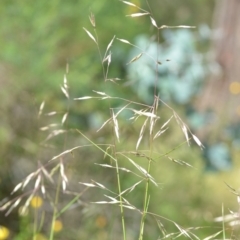 Rytidosperma pallidum at Wamboin, NSW - 27 Nov 2021